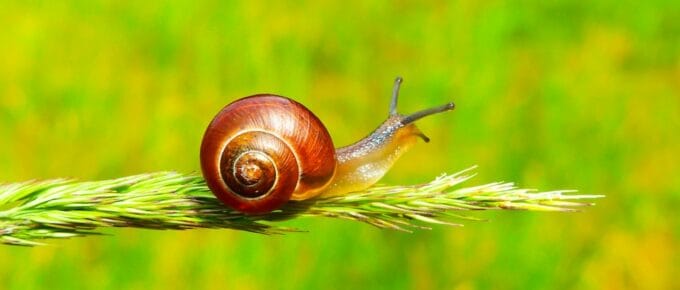 julieschooler.com - blog - 3 Important Things My Kids Have Taught Me - Snail