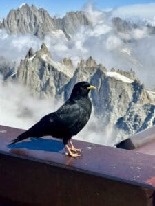 julieschooler.com - blog - 3 Reasons Looking Forward Could Be Your Secret to Happiness -Alpine Chough in French Alps Sep26